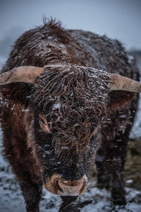 Extreme close-up of a horse