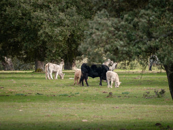 Horses in a field