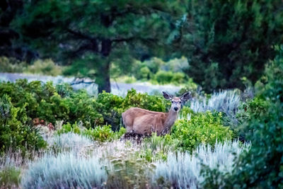 Side view of deer standing on field