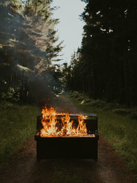 Bonfire on field against trees in forest