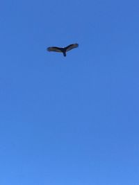 Low angle view of bird flying in sky