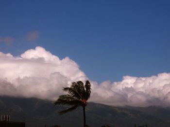 Coconut palm tree against sky