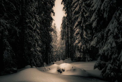 Dog in forest during winter