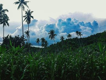 Low angle view of palm trees on field against sky