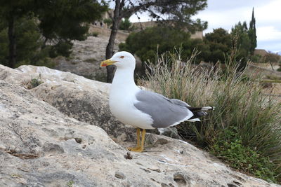 Seagull perching on rock