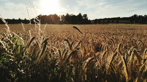 Scenic view of wheat field against sky