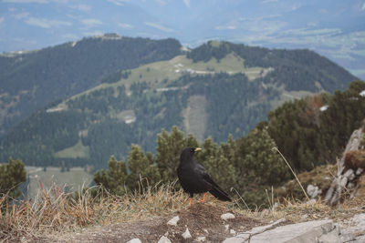 Bird perching on a mountain