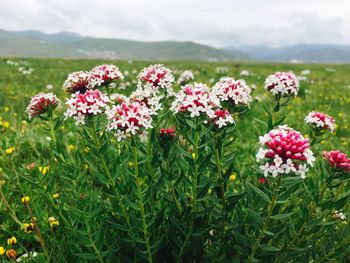 Close-up of pink flowering plants on field