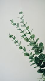 Low angle view of plant against white background