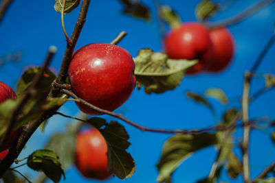 Low angle view of apples on tree