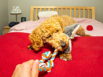 Midsection of a dog holding toy