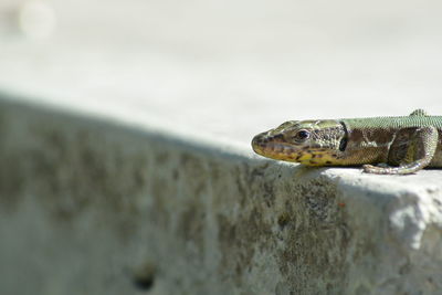 Close-up of frog on wall