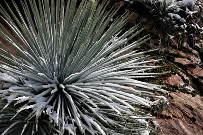 Close-up of plant