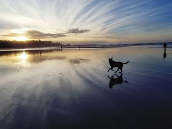 View of a dog in water at sunset