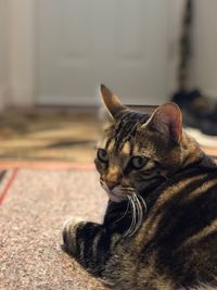 Close-up portrait of a cat at home