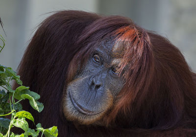 Close-up portrait of a monkey