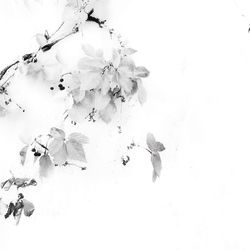 Close-up of flowers against white background