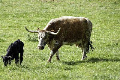 Cows on grassy field