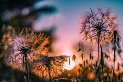 Close-up of dandelion against sky during sunset