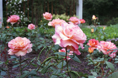 Close-up of pink flowers blooming outdoors