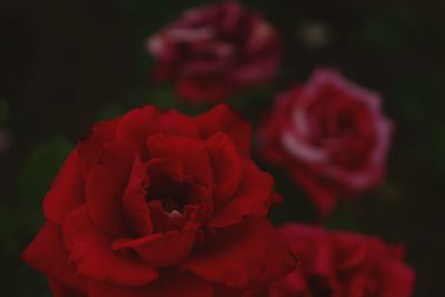 Close-up of red rose blooming outdoors