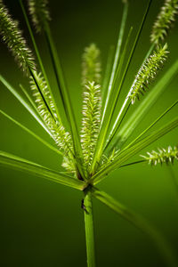 Close-up of palm tree leaves