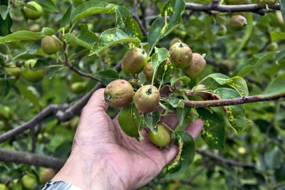 The farmer visits the orchard and checks the quality of the new genus in the orchard.