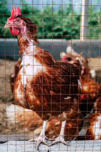 View of birds in farm