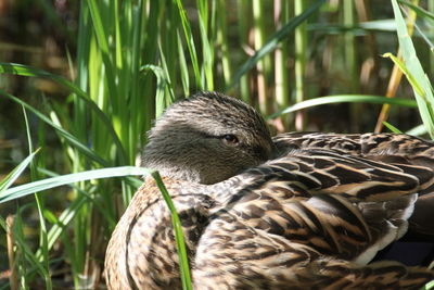 Close-up of a bird on grass