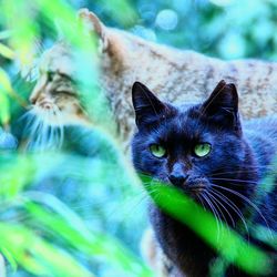 Close-up portrait of cat