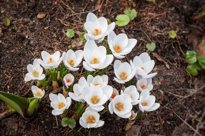 High angle view of white crocus flowers on field