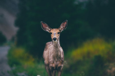 Portrait of deer standing outdoors