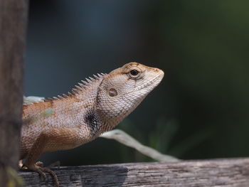 Close-up of a lizard on wood