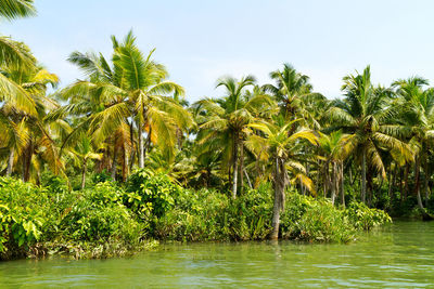 Kerala backwaters jungle in sunny day, south india
