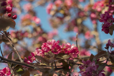 Close-up of pink flowers blooming outdoors