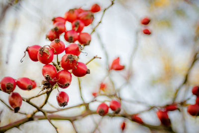 Close-up of rose hip growing outdoors