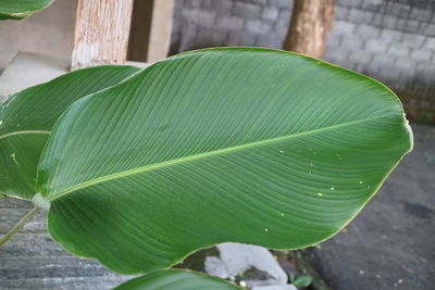 leaf