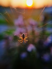 Close-up of spider on web