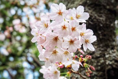 Close-up of white cherry blossoms