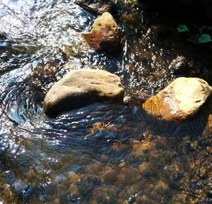 High angle view of turtle swimming in water