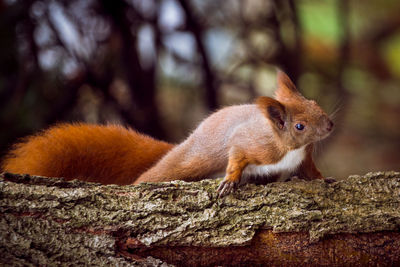 Squirrel on tree trunk