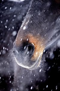 Horse nose snow