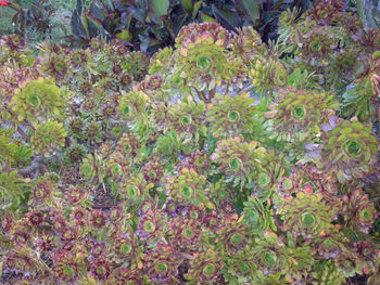 Full frame shot of flowering plants