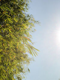 Low angle view of tree against sky