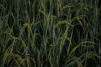 Full frame shot of crops growing on field