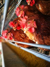 High angle view of rooster in cage