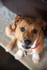 Close-up portrait of dog