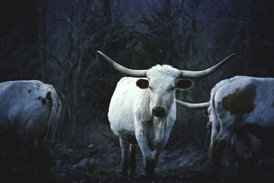 Bulls standing on field