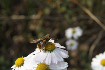 Close-up of insect on white flower