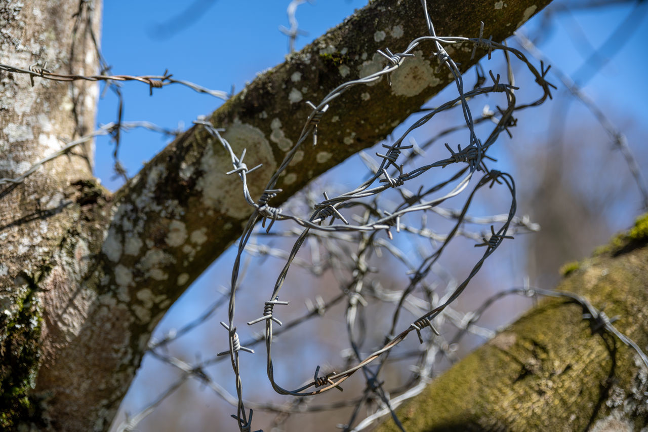 LOW ANGLE VIEW OF FENCE AGAINST TREES